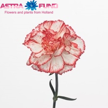 Dianthus standaard Chaplin foto