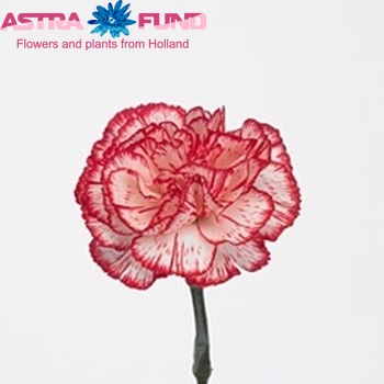 Dianthus standaard 'Charlie' foto