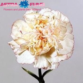 Dianthus standaard 'Charlotte' foto