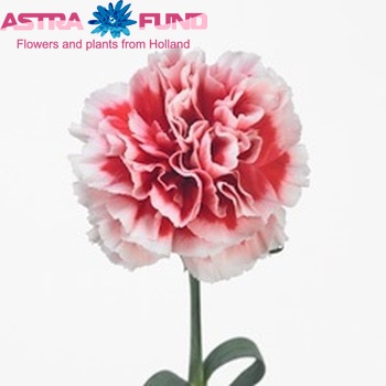 Dianthus standaard 'Cheerio' Foto