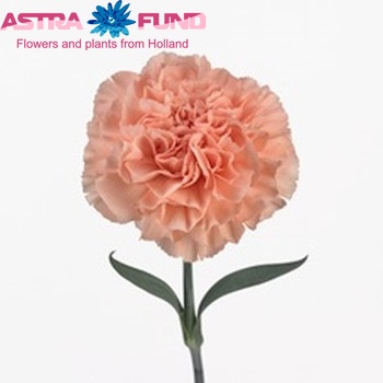 Dianthus standaard 'Chelsea' Foto