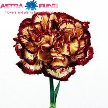 Dianthus standaard 'Ciao' Foto