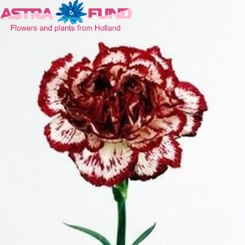 Dianthus standaard 'Ciao Bianca' Foto