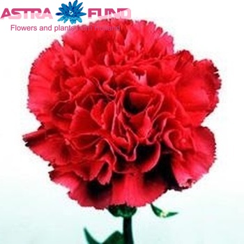 Dianthus standaard Cinderella Foto