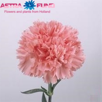 Dianthus standaard 'Cipro' Foto