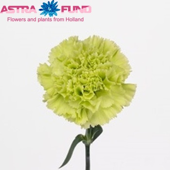 Dianthus standaard Collina Foto