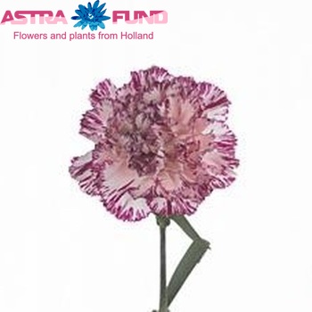 Dianthus standaard Copernico Foto