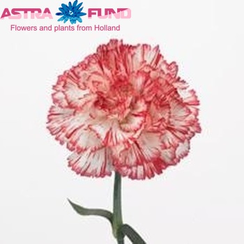 Dianthus standaard Coralie Foto