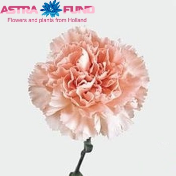 Dianthus standaard 'Costanzo' Foto
