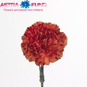 Dianthus standaard Crazy Horse Foto