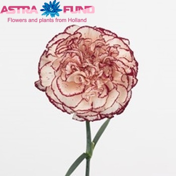 Dianthus standaard 'Creme Viana' Foto
