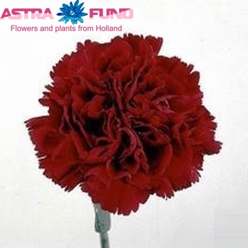 Dianthus standaard 'Crimson Tempo' Foto
