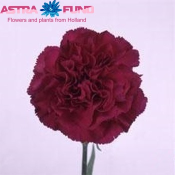 Dianthus standaard 'Dalila' Foto