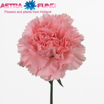 Dianthus standaard 'Dalipink' Foto