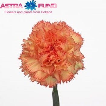 Dianthus standaard Dandy Foto