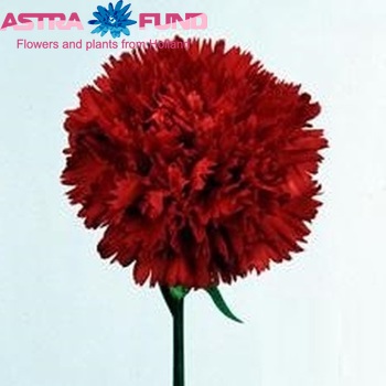 Dianthus standaard 'Dark Dona' Foto