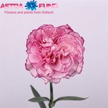 Dianthus standaard 'Dark Rendez-vous' Foto