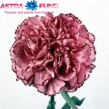 Dianthus standaard 'Dark Tempo' foto