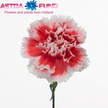 Dianthus standaard 'De Chirico' foto