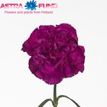 Dianthus standaard 'Deep Purple' foto