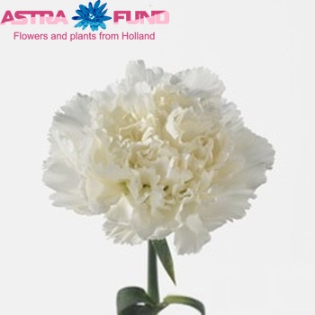 Dianthus standaard Delphi foto