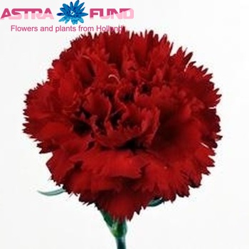 Dianthus standaard 'Desio' foto
