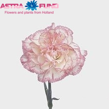 Dianthus standaard 'Dicky' foto