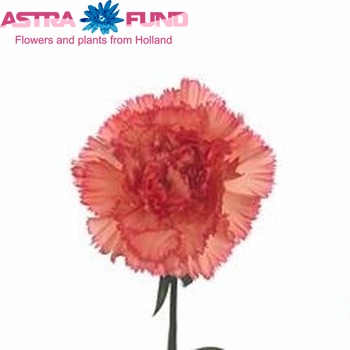 Dianthus standaard Diva foto