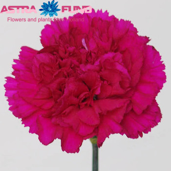 Dianthus standaard 'Doli' foto