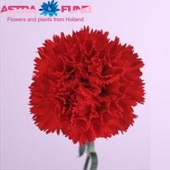 Dianthus standaard 'Domingo' foto
