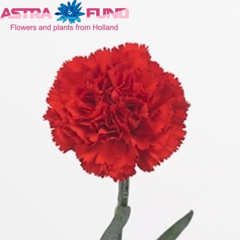 Dianthus standaard Don Pedro foto
