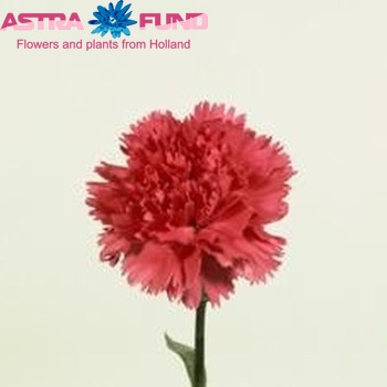 Dianthus standaard Dona Foto
