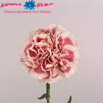 Dianthus standaard 'Donatello' Foto