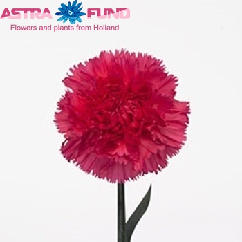 Dianthus standaard Dumas fotografie