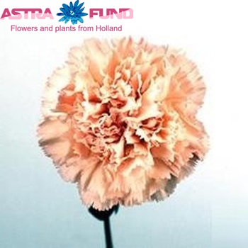 Dianthus standaard 'Epoca' fotografie