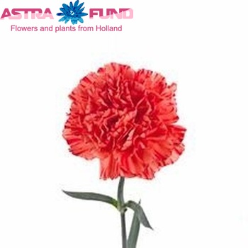 Dianthus standaard 'Ercolano' fotografie