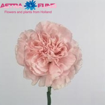 Dianthus standaard Essiana fotografie