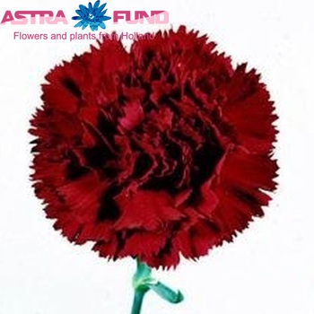Dianthus standaard Estoril fotografie
