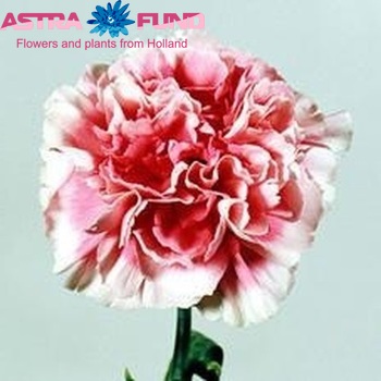 Dianthus standaard 'Ettore' fotografie