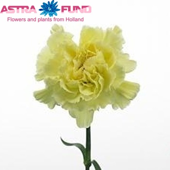 Dianthus standaard Eurostar Foto