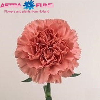 Dianthus standaard Famosa Foto