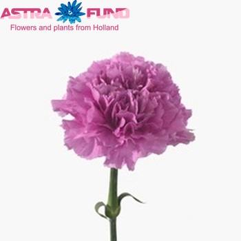 Dianthus standaard 'Farida' Foto