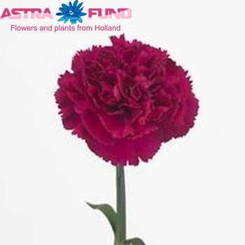 Dianthus standaard 'Farieta' Foto