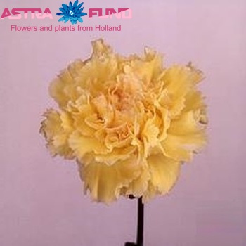 Dianthus standaard 'Fascination' Foto