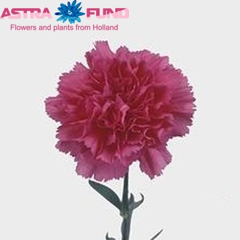 Dianthus standaard Fennec Foto