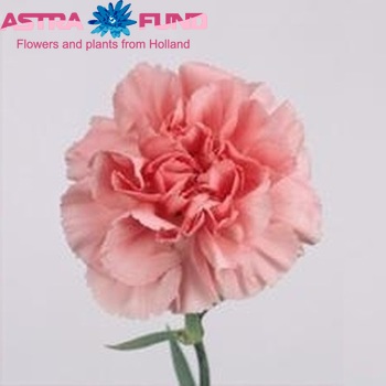 Dianthus standaard 'Feodora' Foto