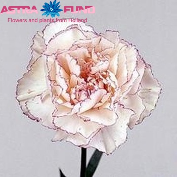 Dianthus standaard 'Flaminia' Foto