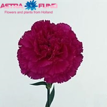 Dianthus standaard 'Flaminia Violet' Foto