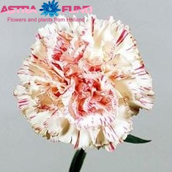 Dianthus standaard Flavio Riso Foto