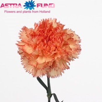 Dianthus standaard Folgore Foto